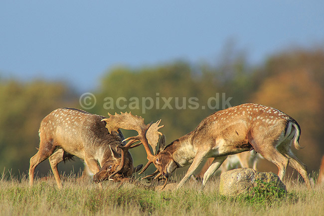 D�dyr. D�hjorte k�mper p� brunstpladsen i Dyrehaven; Dama dama; J�gersborg Dyrehave / Sj�lland; ; ; pattedyr; Hjorte, Cervidae, Parrett�ede hovdyr, Artiodactyla, hjort, d�vildt, gevir, fuldskuffel, dr�vtygger, brunst, fallow deer, d�hjort, dovhjort, Dyrehaven