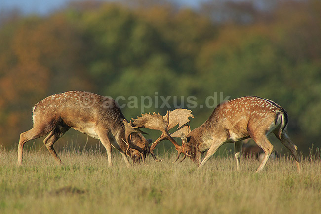 D�dyr. D�hjorte k�mper p� brunstpladsen i Dyrehaven; Dama dama; J�gersborg Dyrehave / Sj�lland; ; ; pattedyr; Hjorte, Cervidae, Parrett�ede hovdyr, Artiodactyla, hjort, d�vildt, gevir, fuldskuffel, dr�vtygger, brunst, fallow deer, d�hjort, dovhjort, Dyrehaven
