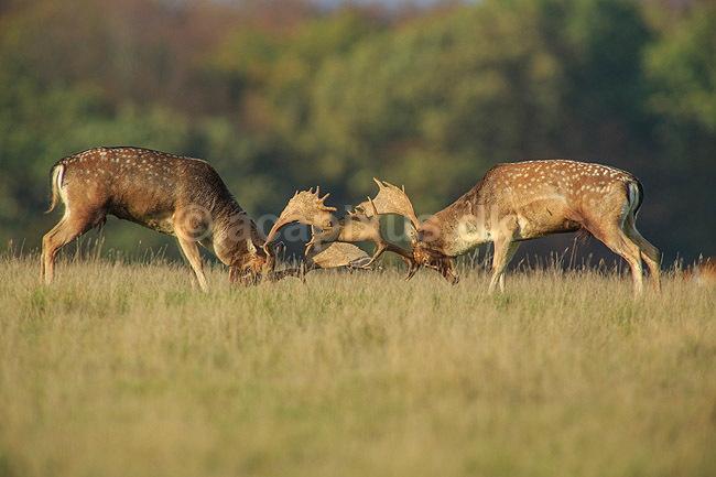 D�dyr. D�hjorte k�mper p� brunstpladsen i Dyrehaven; Dama dama; J�gersborg Dyrehave / Sj�lland; ; ; pattedyr; Hjorte, Cervidae, Parrett�ede hovdyr, Artiodactyla, hjort, d�vildt, gevir, fuldskuffel, dr�vtygger, brunst, fallow deer, d�hjort, dovhjort, Dyrehaven