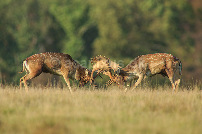 D�dyr. D�hjorte k�mper p� brunstpladsen i Dyrehaven; Dama dama; J�gersborg Dyrehave / Sj�lland; ; ; pattedyr; Hjorte, Cervidae, Parrett�ede hovdyr, Artiodactyla, hjort, d�vildt, gevir, fuldskuffel, dr�vtygger, brunst, fallow deer, d�hjort, dovhjort, Dyrehaven
