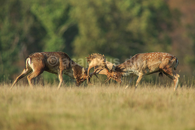 D�dyr. D�hjorte k�mper p� brunstpladsen i Dyrehaven; Dama dama; J�gersborg Dyrehave / Sj�lland; ; ; pattedyr; Hjorte, Cervidae, Parrett�ede hovdyr, Artiodactyla, hjort, d�vildt, gevir, fuldskuffel, dr�vtygger, brunst, fallow deer, d�hjort, dovhjort, Dyrehaven
