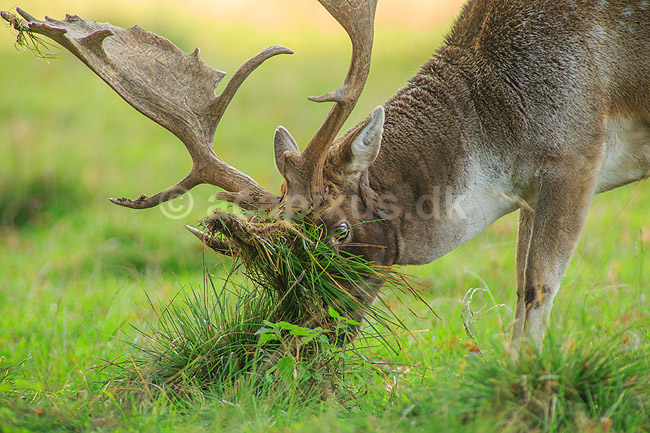 D�dyr. D�hjort pynter geviret med gr�s p� brunstpladsen i Dyrehaven; Dama dama; J�gersborg Dyrehave / Sj�lland; ; ; pattedyr; Hjorte, Cervidae, Parrett�ede hovdyr, Artiodactyla, hjort, d�vildt, gevir, fuldskuffel, dr�vtygger, brunst, fallow deer, d�hjort, dovhjort, Dyrehaven