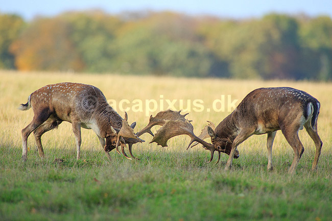D�dyr. D�hjorte k�mper p� brunstpladsen i Dyrehaven; Dama dama; J�gersborg Dyrehave / Sj�lland; ; ; pattedyr; Hjorte, Cervidae, Parrett�ede hovdyr, Artiodactyla, hjort, d�vildt, gevir, fuldskuffel, dr�vtygger, brunst, fallow deer, d�hjort, dovhjort, Dyrehaven