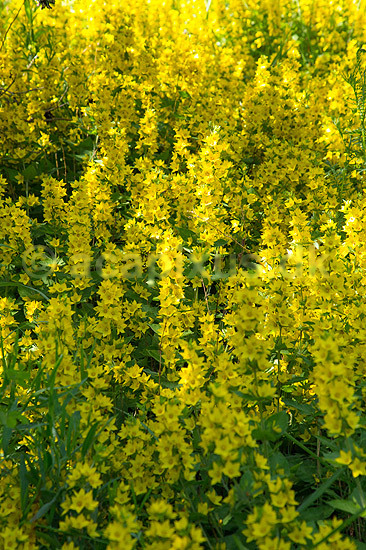 Perikon. T�t bevoksning af perikum ved Himmelev Skov; Hypericum spec; ; Danmark; ; Planter; Himmelev Skov