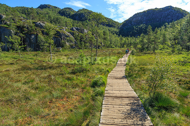 Vandresti. Sti i fjeldet passerer over mose p� vej imod Preikestolen n�r Stavanger i Norge; ; Preikestolen / Forsand / Stavanger; Norge; ; ; Vandring, vandretur, fjeldvandring