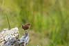 G�rdesmutte. G�rde smutte s�ger f�de i r�dden tr�stub Troglodytes troglodytes J�gersborg Dyrehave   Fugle Spurvefugle, Passeriformes