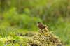 G�rdesmutte. G�rde smutte s�ger f�de i r�dden tr�stub Troglodytes troglodytes J�gersborg Dyrehave   Fugle Spurvefugle, Passeriformes