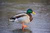 Gr�and. Gr�and andrik p� isen p� den tilfrosne s� M�llemosen Anas platyrhynchos M�llemose / M�l�v   fugle �nder, Andefugle, Anseriformes, Anatidae, gr��nder, vinter, frost, kulde
