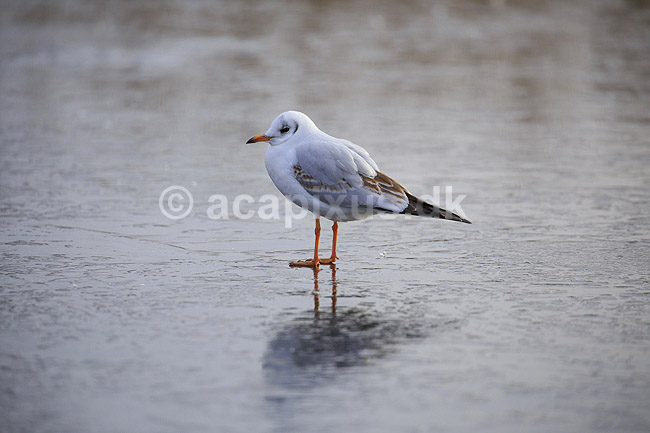 H�ttem�ge i vinterdragt. H�ttem�ge i vinterdragt p� isen p� den tilfrosne s� M�llemosen; Larus ridibundus; M�llemose / M�l�v; ; ; fugle; M�gefugle, Laridae, Charadriiformes, flyvning, fugleflugt, vingeslag