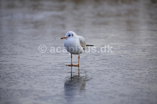 H�ttem�ge i vinterdragt. H�ttem�ge i vinterdragt p� isen p� den tilfrosne s� M�llemosen; Larus ridibundus; M�llemose / M�l�v; ; ; fugle; M�gefugle, Laridae, Charadriiformes, flyvning, fugleflugt, vingeslag