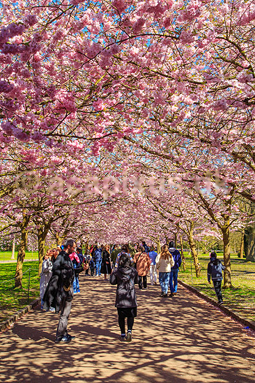 Kirseb�ralleen blomstrer. G�ster p� Kirseb�ralleen p� Bispebjerg Kirkeg�rd. De Japanske kirseb�rstr�er er sprunget ud. Pga Corona er all�en i 2021 ensrettet; Prunus accelade; Bispebjerg Kirkeg�rd / K�benhavn; Danmark; ; Sev�rdigheder; prydkirseb�r, kirseb�rblomster, blomster, gr�nne omr�der, frugttr�, japansk kirseb�rtr�, for�rsvejr, for�ret, parkliv, bypark, park, for�rsstemning, for�rssol, blomstert�ppe, g�tur, g�r tur, alle, all�, all�en, alleen, blomstrer, blomstrende, kirseb�ralle, kirseb�ralleen, kirseb�rall�, kirseb�rall�en, kirseb�rtr�erne, blomsterhav, sev�rdighed, attraktioner, attraktion, turistm�l, for�rsvarme, udflugtsm�l