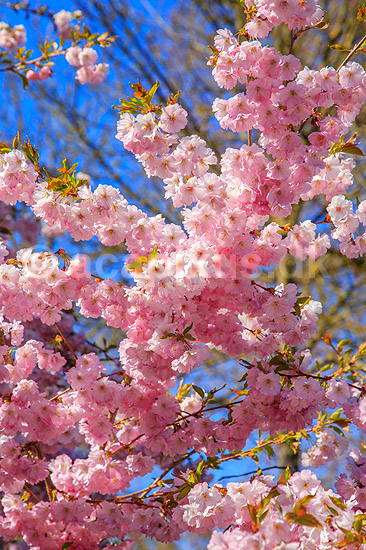 Kirseb�ralleen blomstrer. G�ster p� Kirseb�ralleen p� Bispebjerg Kirkeg�rd. De Japanske kirseb�rstr�er er sprunget ud. Pga Corona er all�en i 2021 ensrettet; Prunus accelade; Bispebjerg Kirkeg�rd / K�benhavn; Danmark; ; Sev�rdigheder; prydkirseb�r, kirseb�rblomster, blomster, gr�nne omr�der, frugttr�, japansk kirseb�rtr�, for�rsvejr, for�ret, parkliv, bypark, park, for�rsstemning, for�rssol, blomstert�ppe, g�tur, g�r tur, alle, all�, all�en, alleen, blomstrer, blomstrende, kirseb�ralle, kirseb�ralleen, kirseb�rall�, kirseb�rall�en, kirseb�rtr�erne, blomsterhav, sev�rdighed, attraktioner, attraktion, turistm�l, for�rsvarme, udflugtsm�l