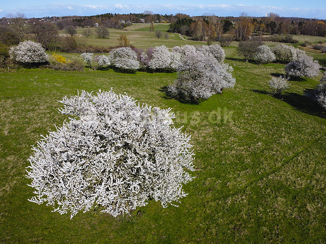 Almindelig hvidtj�rn. En fritst�ende tj�rn og i baggrunden tj�rnekrat p� gr�smark; Crataegus laevigata; M�l�v; Danmark; ; planter; Blomster, for�r, tr�er, dronefoto