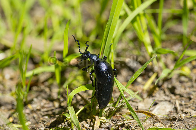 Bl� Oliebille. Oliebille p� sti i Hareskoven ved Jonstrup Hegn; Meloe violaceus; M�l�v; Danmark; ; insekter; biller, oliebiller