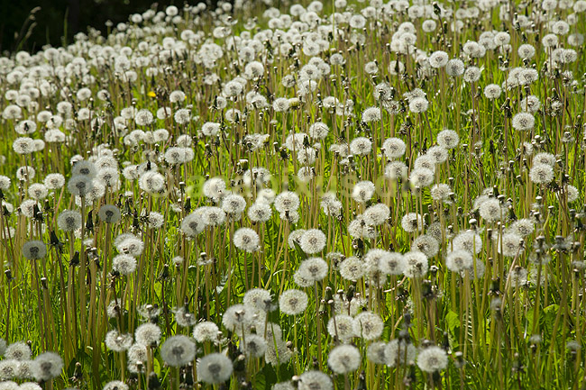 M�lkeb�tter. Afblomstrede fr�stande af m�lkeb�tter; Taraxacum; M�l�v; Danmark; ; planter; Fandens m�lkeb�tte