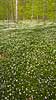 Anemoner. Hvide anemoner i skovbunden i bøgeskov i Hareskoven Anemone nemorosa Hareskoven Danmark  Planter Ranunkel-familien, Ranunculaceae, Ranunkel-ordenen, Ranunculales, blomster, forår, bøg, bøgetræ, bøgetræer
