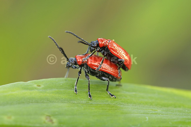 Liljebiller. Liljebiller under parring; Lilioceris lilii; ; ; ; insekter; reproduktion sex, Chrysomelidae