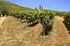 Portvinsmarker. Vinmarker med vinstokke til portvin ved Duoro floden   Portugal   Vin, vine, drikkevarer, vinproduktion, vindruer