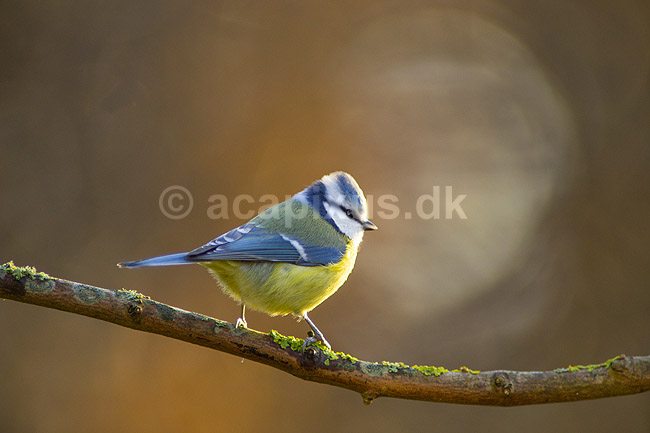 Bl�mejse. Bl�mejse fouragerer efter f�de en kold vinterdag; Cyanistes caeruleus; M�l�v; ; ; fugle; Bl�mejser, Mejser, Paridae, Spurvefugle, Passeriformes, Parus caeruleus