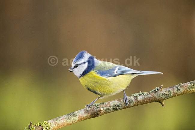Bl�mejse. Bl�mejse fouragerer efter f�de en kold vinterdag; Cyanistes caeruleus; M�l�v; ; ; fugle; Bl�mejser, Mejse, Mejser, Paridae, Spurvefugl, Spurvefugle, Passeriformes, Parus caeruleus