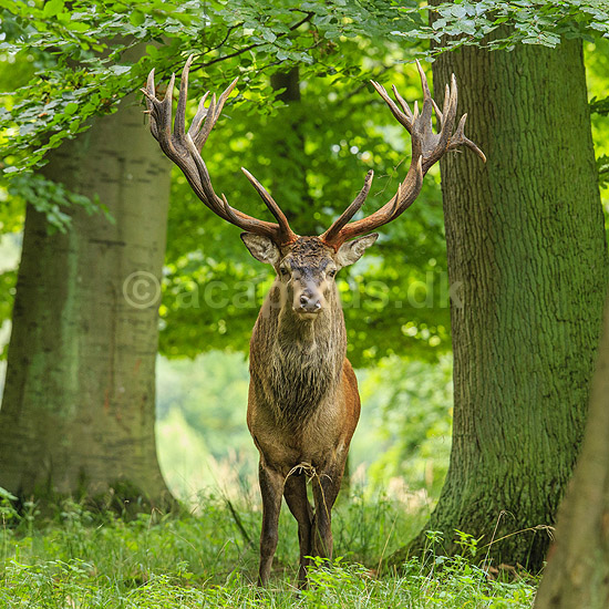 Kronhjort. Kronhjort i Dyrehaven i sit revir under brunstperioden; Cervus elaphus; J�gersborg Dyrehave / Sj�lland; ; ; pattedyr; Hjorte, kronhjorte, Cervidae, Parrett�ede hovdyr, Artiodactyla, Krondyr, Red deer, kronvildt, krondyr, kronhjorte, brunst, hjort, gevir