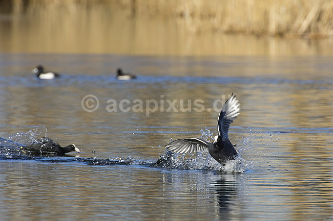 Blish�ns. Blish�ner l�ber p� vandet i territorialkamp ; Fulica atra; Skallemose S� / Hareskoven; ; ; fugle; Blish�ne, Vandh�ns, Rallidae, Tranefugle, Gruiformes