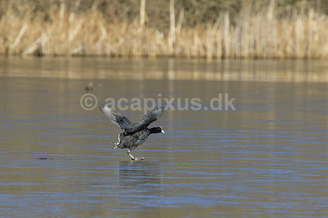 Blish�ne. Blish�ne l�ber over tynd is der kun lige kan b�re; Fulica atra; Skallemose S� / Hareskoven; ; ; fugle; Blish�ns, Vandh�ns, Rallidae, Tranefugle, Gruiformes