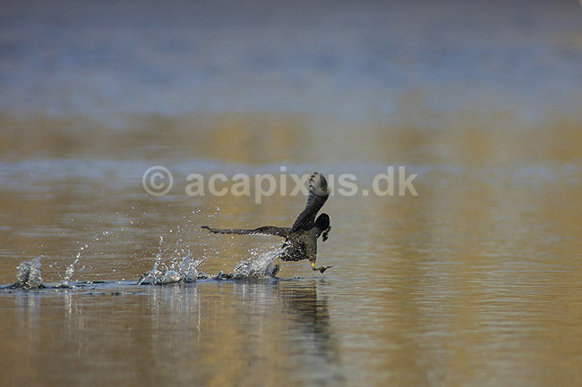 Blish�ne. Blish�ne l�ber p� vandet opskr�mt af rovfulg; Fulica atra; Skallemose S� / Hareskoven; ; ; fugle; Blish�nes, Vandh�ns, Rallidae, Tranefugle, Gruiformes