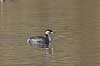 Gr�strubet lappedykker. Gr�strubet lappedykker p� Skallemose S� i Hareskoven Podiceps griseigena Skallemose S� / Hareskoven   fugle Lappedykkere, Podicipedidae, Podicipediformes