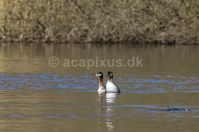 Gr�strubet lappedykker. Gr�strubet lappedykker i parringsspil p� Skallemose S� i Hareskoven; Podiceps griseigena; Skallemose S� / Hareskoven; ; ; fugle; Lappedykkere, Podicipedidae, Podicipediformes