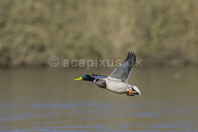 Gr�and. Gr�and andrik flyver over Skallemose S� i Hareskoven; Anas platyrhynchos; Skallemose S� / Hareskoven; ; ; fugle; �nder, Andefugle, Anseriformes, Anatidae, gr��nder