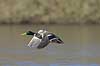Gr�and. Gr�and andrik flyver over Skallemose S� i Hareskoven Anas platyrhynchos Skallemose S� / Hareskoven   fugle �nder, Andefugle, Anseriformes, Anatidae, gr��nder