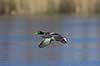 Gr�and. Gr�and andrik flyver over Skallemose S� i Hareskoven Anas platyrhynchos Skallemose S� / Hareskoven   fugle �nder, Andefugle, Anseriformes, Anatidae, gr��nder