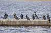 Skarver. Skarver p� mole i S�nders� med V�rl�se i baggrunden Phalacrocorax carbo S�nders�   fugle Skarv, Phalacrocoracidae
