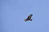 Musv�ge. Musv�ge sv�ver over Hareskoven i s�gen efter f�de Buteo buteo Skallemose S� / Hareskoven   fugle �rnefugle,Accipitridae, musv�ger