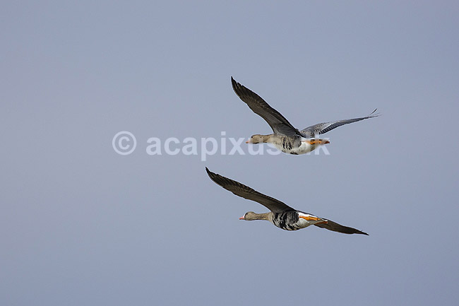 Gr�g�s. Gr�gg�s flyvende; Anser anser; Skallemose S� / Hareskoven; ; ; fugle; Egentlige andefugle, Anatidae, Anseriformes, g�s, g�s, gr�g�s, flyvning, fugleflugt