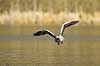 Gr�g�s. Gr�g�s flyver over vandet p� Skallemose S� i Hareskoven Anser anser Skallemose S� / Hareskoven   fugle Egentlige andefugle, Anatidae, Anseriformes, g�s, g�s, gr�g�s, flyvning, fugleflugt, gr�g�s