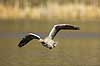 Gr�g�s. Gr�g�s flyver over vandet p� Skallemose S� i Hareskoven Anser anser Skallemose S� / Hareskoven   fugle Egentlige andefugle, Anatidae, Anseriformes, g�s, g�s, gr�g�s, flyvning, fugleflugt, gr�g�s