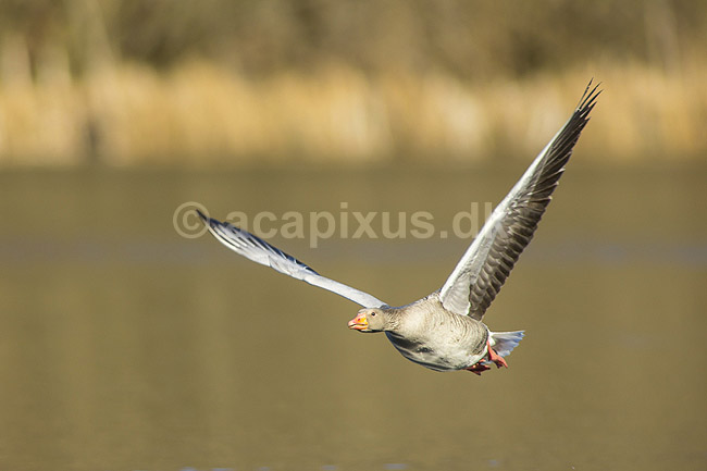 Gr�g�s. Gr�g�s flyver over vandet p� Skallemose S� i Hareskoven; Anser anser; Skallemose S� / Hareskoven; ; ; fugle; Egentlige andefugle, Anatidae, Anseriformes, g�s, g�s, gr�g�s, flyvning, fugleflugt, gr�g�s