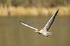Gr�g�s. Gr�g�s flyver over vandet p� Skallemose S� i Hareskoven Anser anser Skallemose S� / Hareskoven   fugle Egentlige andefugle, Anatidae, Anseriformes, g�s, g�s, gr�g�s, flyvning, fugleflugt, gr�g�s