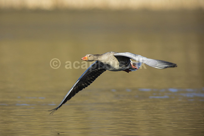 Gr�g�s. Gr�g�s flyver over vandet p� Skallemose S� i Hareskoven; Anser anser; Skallemose S� / Hareskoven; ; ; fugle; Egentlige andefugle, Anatidae, Anseriformes, g�s, g�s, gr�g�s, flyvning, fugleflugt, gr�g�s