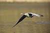 Gr�g�s. Gr�g�s flyver over vandet p� Skallemose S� i Hareskoven Anser anser Skallemose S� / Hareskoven   fugle Egentlige andefugle, Anatidae, Anseriformes, g�s, g�s, gr�g�s, flyvning, fugleflugt, gr�g�s