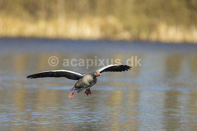Gr�g�s. Gr�g�s flyver over vandet p� Skallemose S� i Hareskoven; Anser anser; Skallemose S� / Hareskoven; ; ; fugle; Egentlige andefugle, Anatidae, Anseriformes, g�s, g�s, gr�g�s, flyvning, fugleflugt, gr�g�s