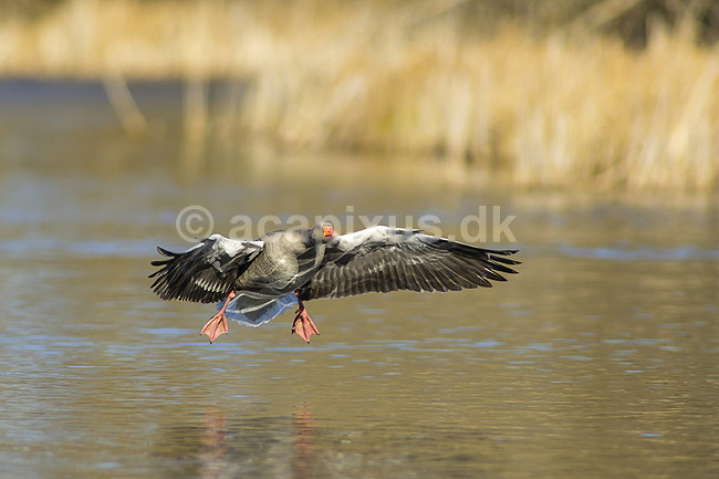 Gr�g�s. Gr�g�s parat til landing p� vandet i Skallemose S� i Hareskoven; Anser anser; Skallemose S� / Hareskoven; ; ; fugle; Egentlige andefugle, Anatidae, Anseriformes, g�s, g�s, gr�g�s, flyvning, fugleflugt, gr�g�s