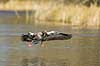 Gr�g�s. Gr�g�s parat til landing p� vandet i Skallemose S� i Hareskoven Anser anser Skallemose S� / Hareskoven   fugle Egentlige andefugle, Anatidae, Anseriformes, g�s, g�s, gr�g�s, flyvning, fugleflugt, gr�g�s