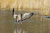 Gr�g�s. Gr�g�s parat til landing p� vandet i Skallemose S� i Hareskoven Anser anser Skallemose S� / Hareskoven   fugle Egentlige andefugle, Anatidae, Anseriformes, g�s, g�s, gr�g�s, flyvning, fugleflugt, gr�g�s