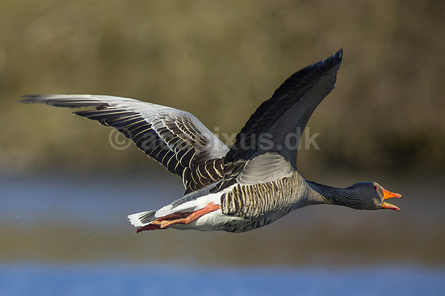 Gr�g�s. Gr�g�s flyver over vandet p� Skallemose S� i Hareskoven; Anser anser; Skallemose S� / Hareskoven; ; ; fugle; Egentlige andefugle, Anatidae, Anseriformes, g�s, g�s, gr�g�s, flyvning, fugleflugt, gr�g�s