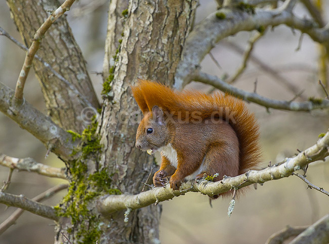 R�dt egern. R�dt egern spiser en n�d; Sciurus vulgaris; Pr�stes� / V�rl�se; ; ; pattedyr; Sciuridae, Gnavere, Rodentia