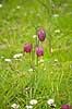 Vibe�g. Vibe�g i Kew Gardens / Royal Botanic Gardens, Kew Fritillaria meleagris Kew Gardens / London England  planter Botanisk have, botaniske haver, botanik