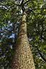 Knaldtr�. Knaldtr� / Sandbox tree / Possumwood / Jabillo / Hura i Palermo Botanisk Have / Orto botanico Hura crepitans Palermo / Sicilien Italien  planter 